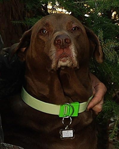 Davis Manufacturing FurEver Brite Glow in The Dark Pet Safety Collar, Medium to Large, Green