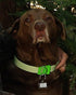 Davis Manufacturing FurEver Brite Glow in The Dark Pet Safety Collar, Medium to Large, Green