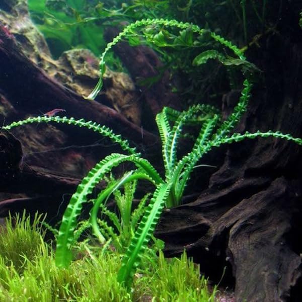 Generic Crinum calamistratum Live Aquarium Plant Rare Bulb Plant with Wavy Leaves