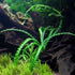 Generic Crinum calamistratum Live Aquarium Plant Rare Bulb Plant with Wavy Leaves