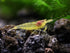 100% (3 Aquatic Arts Lemon Yellow Amano Shrimp Live Freshwater Algae-Eater (Caridina multidentata) | Hardy & Tank-Bred