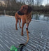 Heavy Duty Tactical Dog Leash - Bungee for Large Dogs, Reflective Dual Handles, Ideal for Training and Outdoor