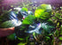 (Anubias Barteri Butterfly) Anubias, Java Fern, Moss and More! Freshwater Live Aquarium Plants on Driftwood for Aquatic