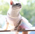 ANIAC White Dog Dress, Summer Clothes for Small Dog Girl, Spring Puppy Princess Dress, Cat Outfit, Rainbow (Large,