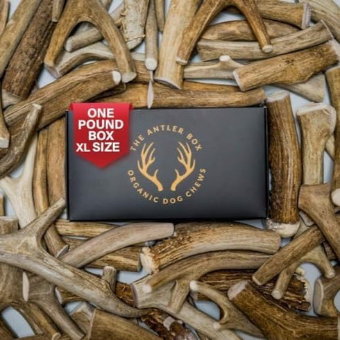 The Antler Box Premium Deer Antler Dog Chews (1 lb Bulk Pack) - X-Large (2 Antlers)
