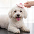 8-Piece Set Haminway Dog Grooming Kit Pink | Pet Brush for Shedding, Dematting, Nail Clipping & Bathing | Ideal