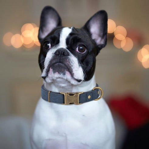 PET ARTIST Dog Collars for Medium Dogs, Heavy Duty Nylon Dog Collar with Quick Release Metal Buckle, Soft Padded Blue Dog Collar, Adjustable Durable Pet Collars for Boy Gifts, M (Fit 13-20")
