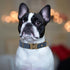 PET ARTIST Dog Collars for Medium Dogs, Heavy Duty Nylon Dog Collar with Quick Release Metal Buckle, Soft Padded Blue Dog Collar, Adjustable Durable Pet Collars for Boy Gifts, M (Fit 13-20")