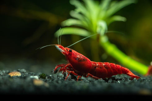 Generic 10+ High Grade Fire Red Cherry Shrimps Neocaridina Live Freshwater Shrimp Aquarium