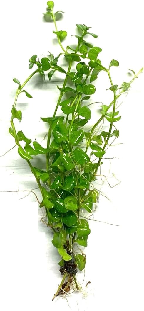 nummularia 2 1 Marcus Fish Tanks Golden Lloydiella Creeping Jenny Lysimachia Aurea Live Aquarium Plants Buy Get
