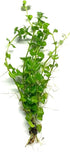 nummularia 2 1 Marcus Fish Tanks Golden Lloydiella Creeping Jenny Lysimachia Aurea Live Aquarium Plants Buy Get