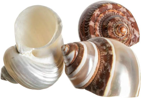 Hermit Crab Shells | Turbo Shells, 1 Brown, 1 Banded, 1 White Pearlized, 1.75"-2" for Décor