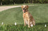 Sparky Pet Co Neon Orange Roller Buckle High Flex Dog Collar, 3/4", Compatible with Garmin