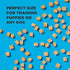 Hive Dog Training Treats 2 Pack — Healthy, Non-GMO, Natural Peanut Butter Flavored, Grain Free Dog Treat