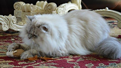 Cat Teaser Wand Toys with 2 Wool Felt Ball Toys, Sisal Mice, Feather, Elastic String, Sturdy Wood Stick