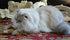 Cat Teaser Wand Toys with 2 Wool Felt Ball Toys, Sisal Mice, Feather, Elastic String, Sturdy Wood Stick