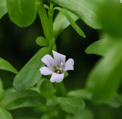 Live Moneywort Plant (Bacopa Monnieri) in Pot for Aquariums