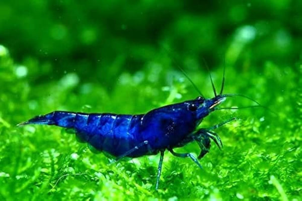 20+ High Grade Blue Dream Shrimps Neocaridina Live Freshwater Shrimp Aquarium Inverts