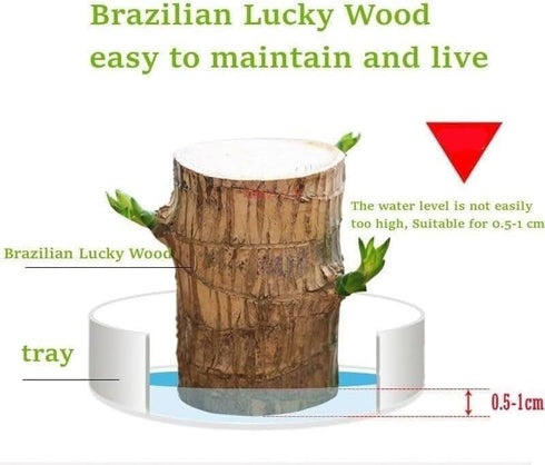 Oulores Brazilian Wood Plant Brazilian Lucky Wood Plant