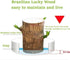Oulores Brazilian Wood Plant Brazilian Lucky Wood Plant