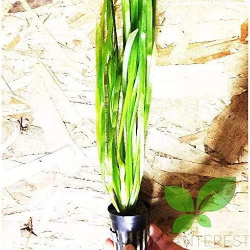 PLANTEREST BUY2GET1FREE Jungle Vallisneria Spiralis Potted Live Aquarium Plant Decorations