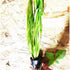 PLANTEREST BUY2GET1FREE Jungle Vallisneria Spiralis Potted Live Aquarium Plant Decorations