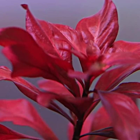 Generic 15 Red Ludwigia Repens Leaf Live Aquarium Plants Stem Bunch for Planting