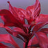 Generic 15 Red Ludwigia Repens Leaf Live Aquarium Plants Stem Bunch for Planting