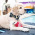 Huxley & Kent Dr Pooper Dog Toy (Large) | Power Plush with Squeaker | Funny Cute Dog Toy