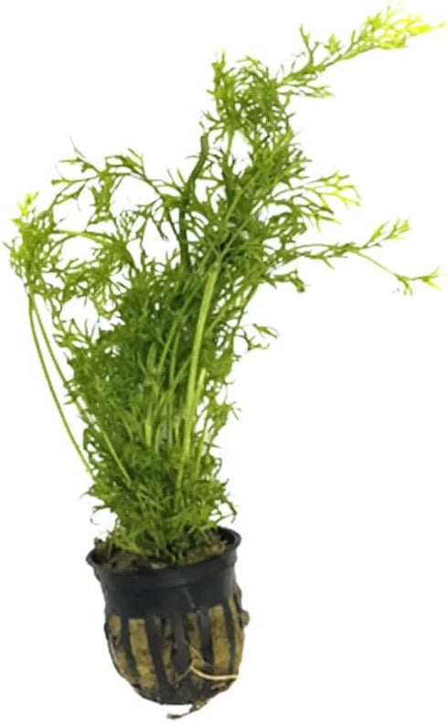 Water Sprite Indian Fern - Live Plants for Fish Tank, Live Aquarium Freshwater Plant, Easy Aquatic Plants for Beginner