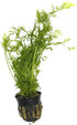 Water Sprite Indian Fern - Live Plants for Fish Tank, Live Aquarium Freshwater Plant, Easy Aquatic Plants for Beginner