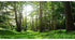 AWERT 30x12 inches Tropical Aquarium Background, Forest Terrarium Background, Green Tree Reptile Habitat Durable