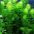 6 Pack 6 Live Aquarium Hornwort Coontail Indoor Plants - Excellent Aquarium Plant - Beautiful Effect to Aquarium - Fast
