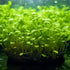 1/3/5 (1) Potted Monte Carlo (Micranthemum Tweediei) Freshwater Plants by Shore Aquatic - Perfect for Aquarium Ground