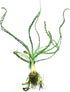 Crinum Calamistratum Live Aquarium Plant for Betta Fish - Easy to Grow