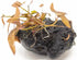 3X Marcus Fish Tanks - Tiger Lotus Lily Nymphaea Lotus - Live Aquarium Plants - Freshwater Aquatic Plant