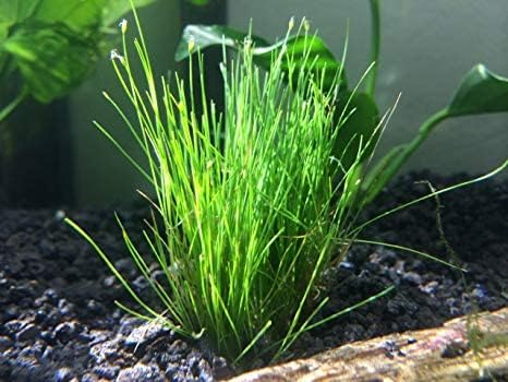 BUY2GET1FREE Marcus Fish Tanks - Dwarf Hairgrass Eleocharis Parvula Live Aquarium Plants Carpeting Plant for Aquatic