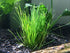BUY2GET1FREE Marcus Fish Tanks - Dwarf Hairgrass Eleocharis Parvula Live Aquarium Plants Carpeting Plant for Aquatic