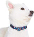 Blueberry Pet Essentials Rainbow Polka Dots Adjustable Dog Collar, Small, Neck Size 12"-16"