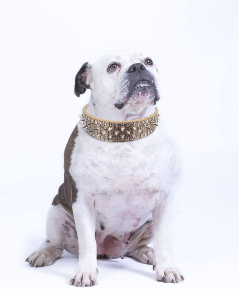 Hoot PU Leather Adjustable Spiked Studded Dog Collar, 2" Wide, 31 Spikes (S, Neck 17"-20", Golden)