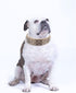 Hoot PU Leather Adjustable Spiked Studded Dog Collar, 2" Wide, 31 Spikes (S, Neck 17"-20", Golden)