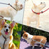 MayPaw 7FT Slip Lead Control Leash for Dogs, No Pull, 1/4” Rope Leash in 13+ Colors for Small Medium Animals