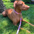 Preston Orange Raspberry Coral Dog Collar and Leash Set with Coral Design Ribbon on Pink Nylon Webbing (Small)