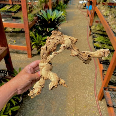 Generic 9-12 Inch Sandblasted Grapewood Branch - Natural Terrarium Wood & Aquarium Driftwood Decor - Air Plant Holder