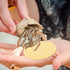 10 Pack Hemoton Natural Hermit Crab Sponge Compact Round Sea Sponges for Tank Humidity and Water Dish Suitable for Pet