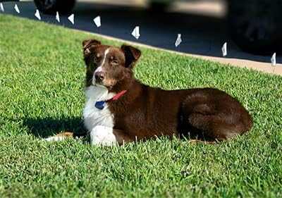 Heavy Duty Nylon Replacement Dog Collar Strap - Red, Compatible with Most Underground Electric Dog Fences