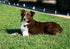 Heavy Duty Nylon Replacement Dog Collar Strap | Compatible with Most Brands of Underground Electric Dog Fences | Hot