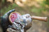 STRUT COMANDER Ole Scratch Slate Turkey Pot Call - Must Have Turkey Hunting Accessory