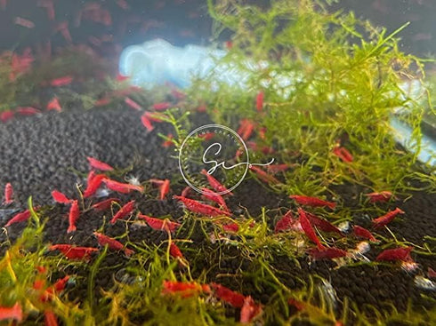 Swimming (20, (5 Creatures Premium Neocaridina Shrimp Freshwater Aquarium Shrimp Premium Mix Colors))