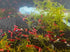 Swimming (20, (5 Creatures Premium Neocaridina Shrimp Freshwater Aquarium Shrimp Premium Mix Colors))